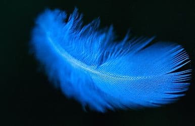 A close-up photograph of a single, vibrant blue feather set against a dark background.