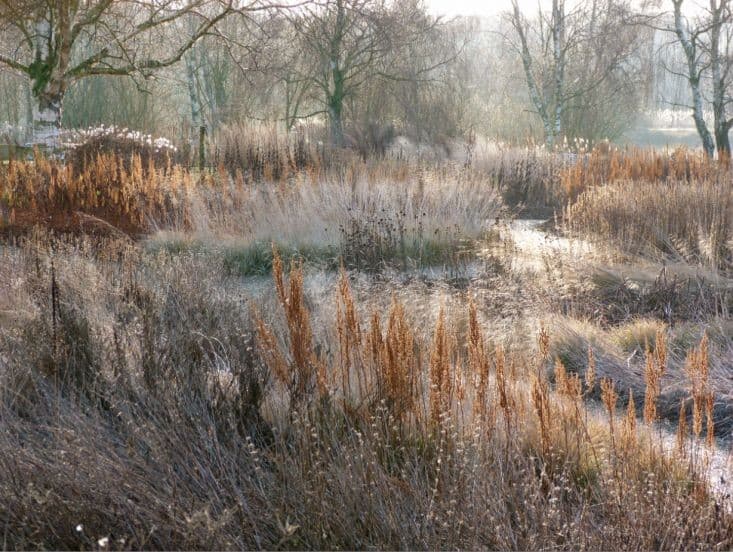 A landscape photograph of a marshy area with tall, dry reeds and grasses in the foreground, with bare trees in the background under a bright sky.