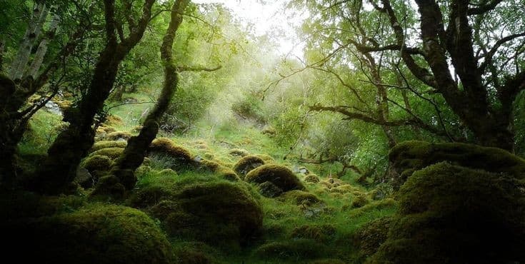 A lush, green forest scene featuring moss-covered rocks and trees with sunlight filtering through the canopy. The image has a serene, natural atmosphere with no visible text or people.