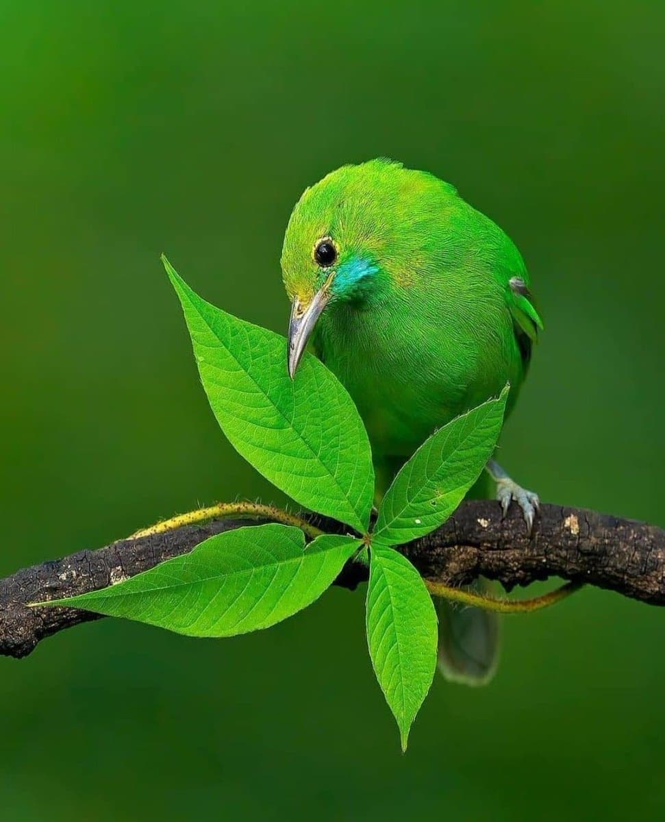 A bright green bird perches on a dark branch, leaning down to nibble on a fresh green leaf against a blurred green background.