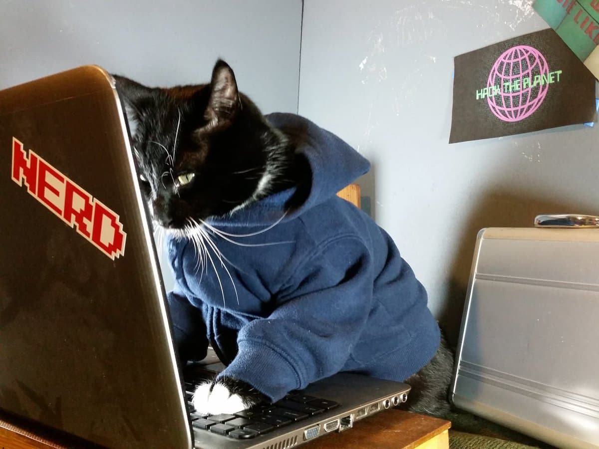 A black and white cat wearing a blue hoodie sits on a desk with its paws on a laptop keyboard, looking intently at the screen. The laptop has a red "HERO" sticker on its lid, and a poster reading "HACK THE PLANET" is visible on the wall behind the cat.