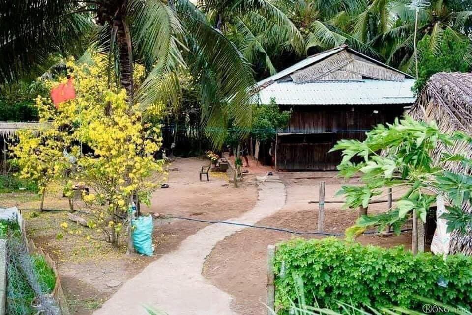 A photograph of a rural Vietnamese homestead in spring, featuring a dirt path leading to a wooden house with a corrugated roof, surrounded by lush greenery, palm trees, and a tree with bright yellow blossoms.