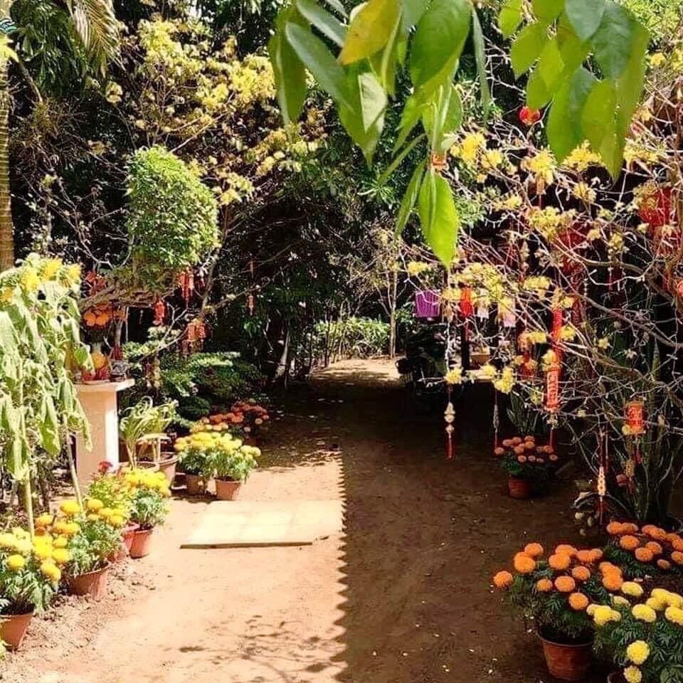A sunlit garden path lined with potted yellow and orange chrysanthemums, with trees decorated with hanging red lanterns and ornaments in the background.