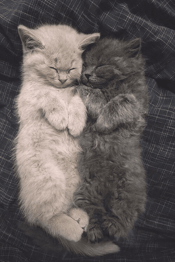 Two fluffy kittens, one light gray and one dark gray, are sleeping on their backs side-by-side on a dark plaid blanket. Their paws are tucked up near their chests as they rest peacefully.
