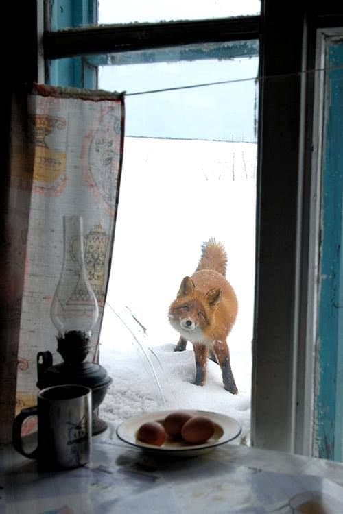 A photograph taken from inside a building looking out a window into a snowy landscape, where a red fox stands on the snow. On the interior windowsill in the foreground, there is a white plate holding three brown eggs and a coffee mug next to a glass oil lamp.