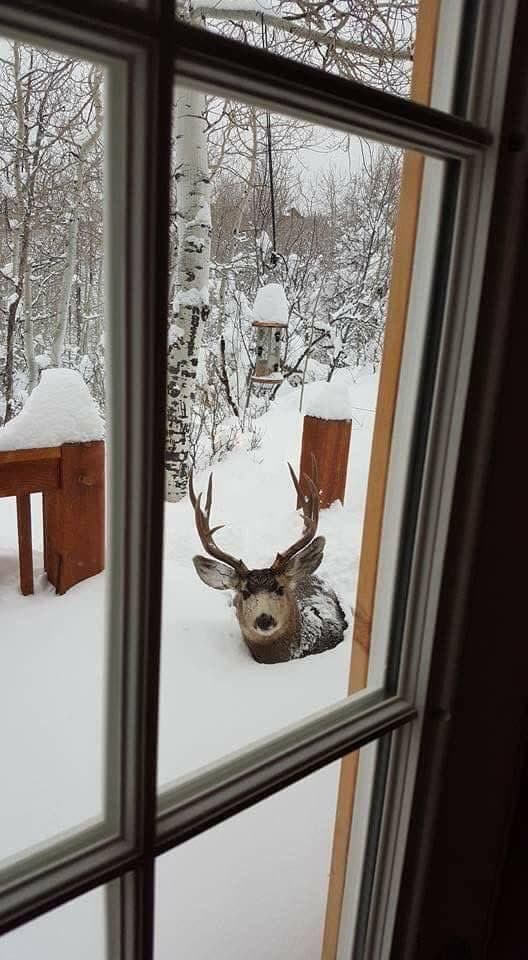 A photograph taken through a window shows a large antlered deer lying in deep snow outside. The scene includes snow-covered birch trees, a bird feeder, and wooden birdhouses in a winter forest setting.