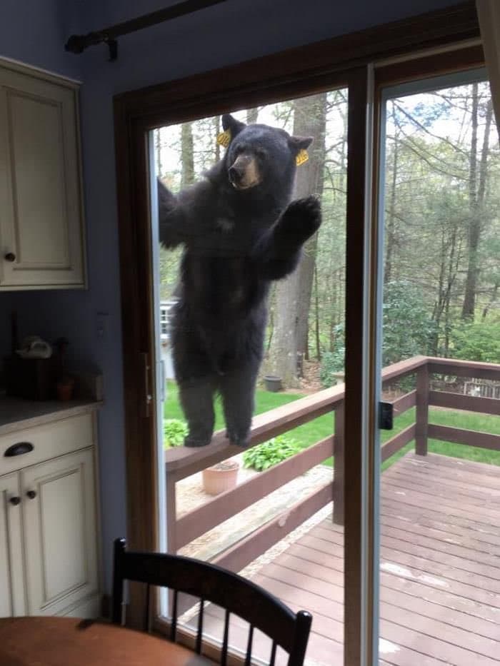 A black bear stands on its hind legs on a wooden deck, pressing its front paws against a sliding glass door from the inside of a house. The view is from a kitchen, looking out through the glass door onto a grassy yard and wooded area.