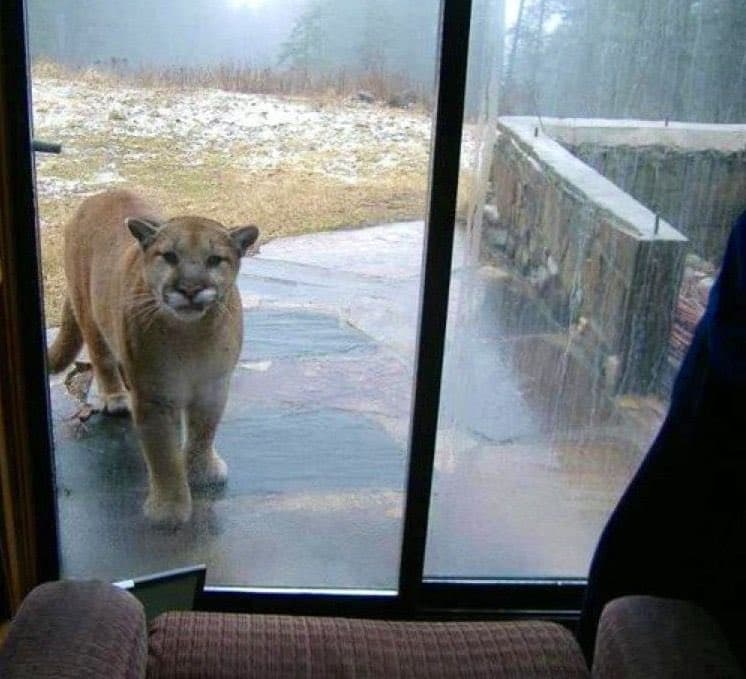 A mountain lion stands on a wet, paved surface outside a large glass window, looking directly at the camera. The view is from inside a building, with the arm of a couch visible in the foreground and a snowy, wooded area in the background.