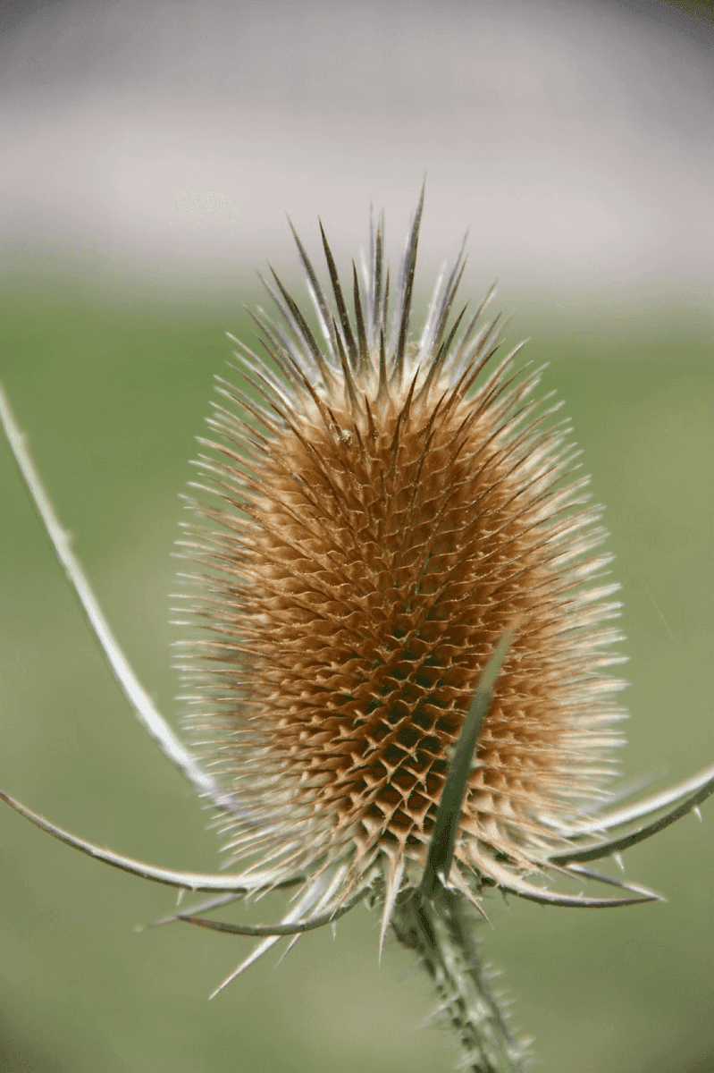 A close-up photograph of a dried teasel flower head, featuring a spiky, brown, egg-shaped structure with long, thin bristles against a blurred green background.