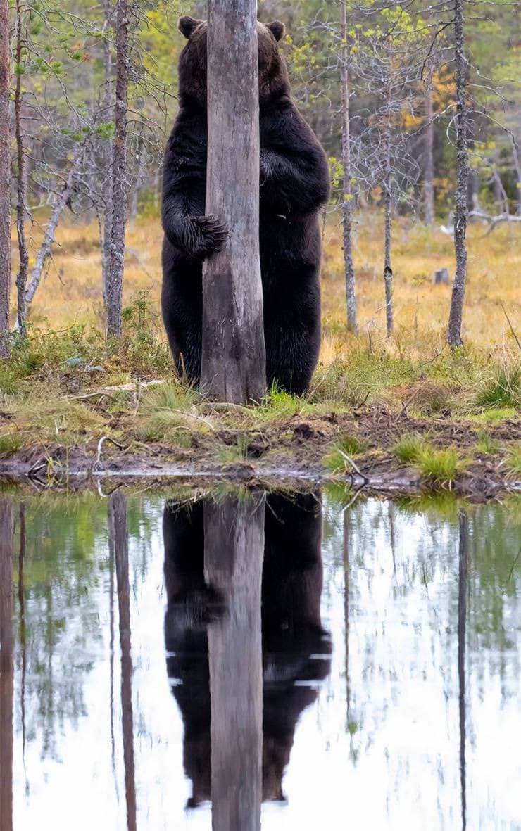 A black bear stands on its hind legs behind a vertical wooden post at the edge of a body of water, with its reflection visible in the water below. The background features a forest with thin trees and dry, yellowish grass.