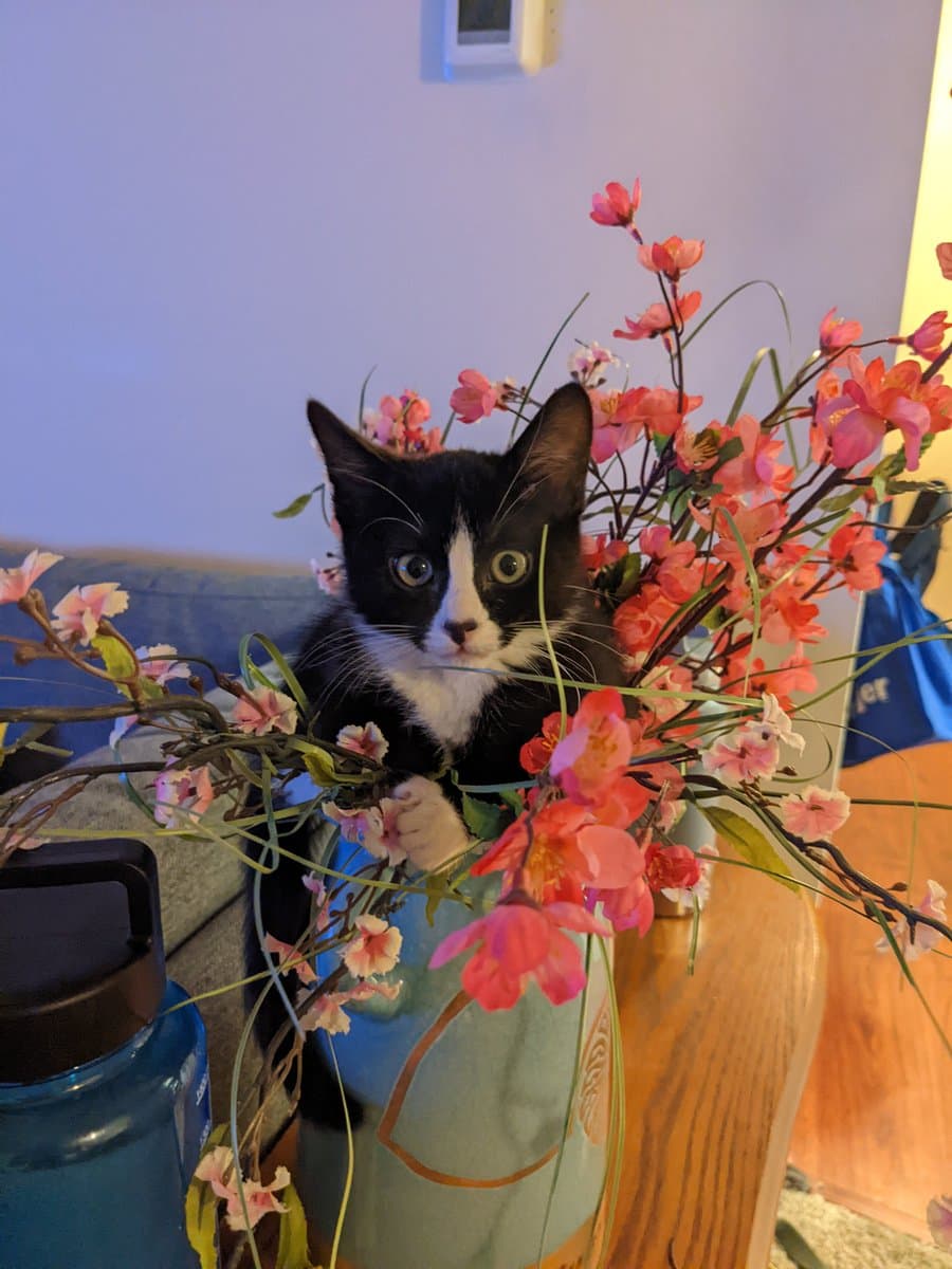 A black and white kitten sits inside a light blue vase filled with pink artificial flowers, looking directly at the camera. The scene is set indoors on a wooden surface next to a blue water bottle.