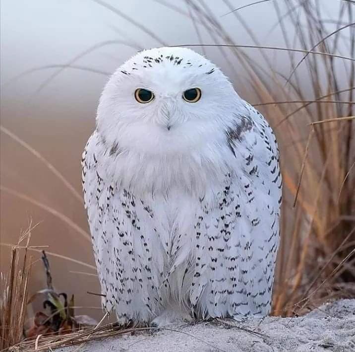 A close-up photograph of a white owl with black speckles, standing on a sandy surface with dry grass in the background. The owl has large, round yellow eyes and is looking directly at the camera.