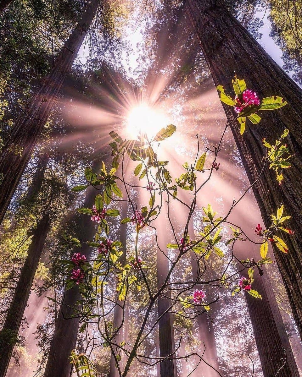 A low-angle photograph looking up through a forest of tall trees toward a bright sun bursting through the canopy, with a flowering branch in the foreground.