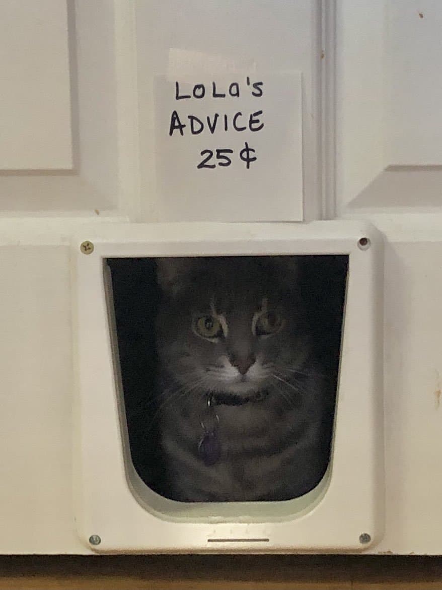 A gray tabby cat looks out from a pet door in a white wall, with a handwritten sign taped above it. The sign reads "LOLA'S ADVICE 25¢".