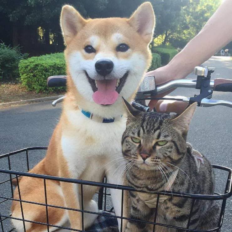 A Shiba Inu dog and a tabby cat are sitting together in the front basket of a bicycle, with the dog looking happy and the cat looking grumpy. A person's arm is visible on the handlebars, and the background shows a paved path and greenery.