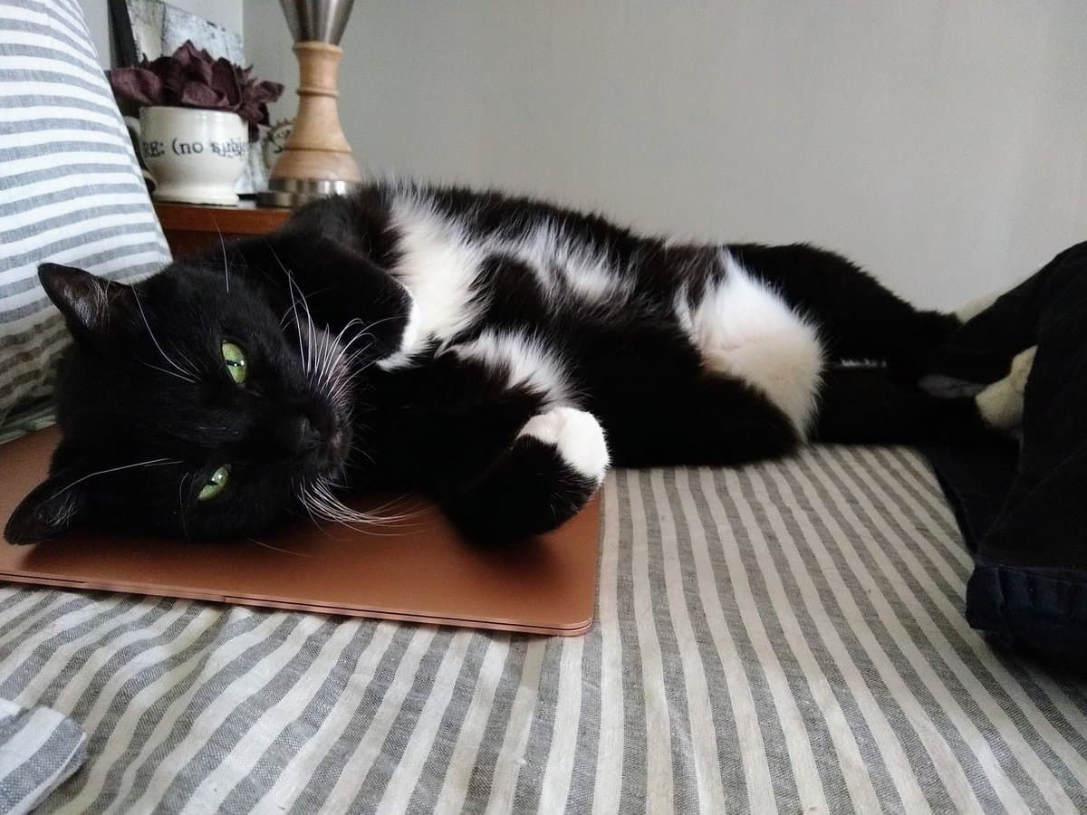 A black and white cat is lying on a closed laptop, which is placed on a bed with striped bedding. In the background, a small white mug with text and a wooden lamp base are visible on a nightstand.