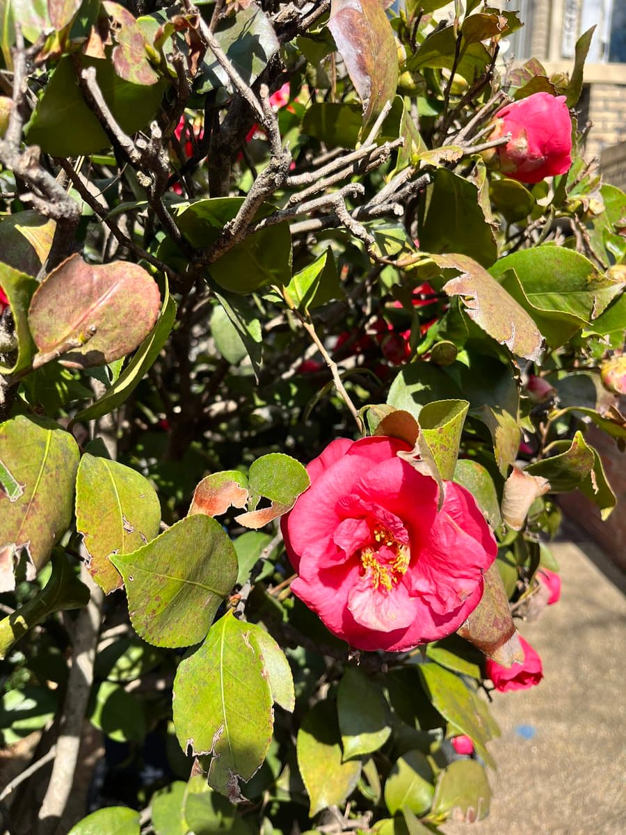 A close-up photograph of a blooming pink camellia flower on a bush with green and brown leaves, set against a blurred background of a brick building and pavement.
