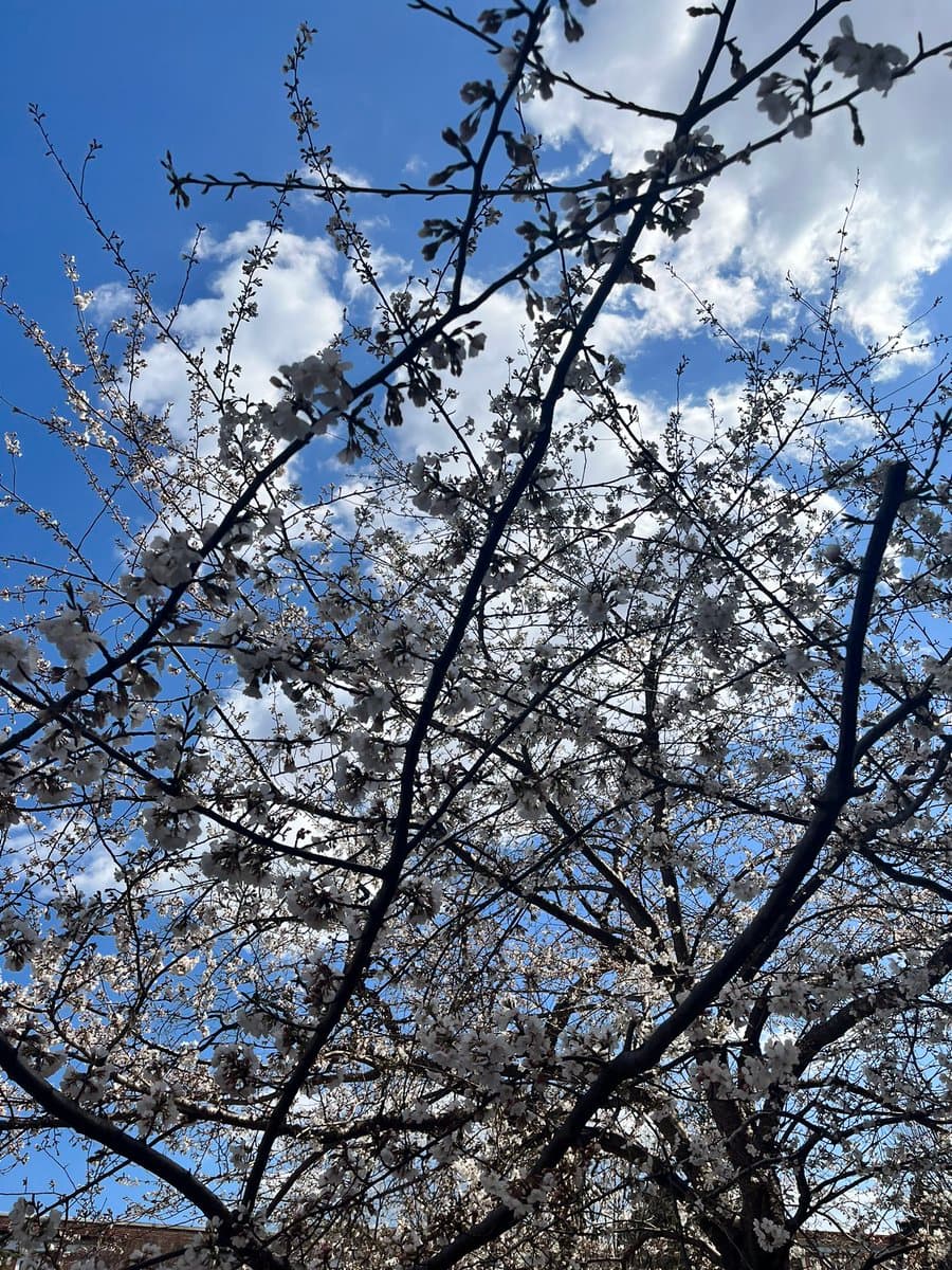 A low-angle photograph looking up through the branches of a tree with white blossoms against a bright blue sky with scattered white clouds.