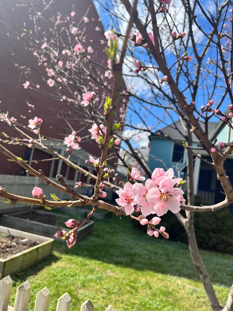 A close-up photograph of a tree branch with pink blossoms and buds, set against a backdrop of a sunny blue sky, a green lawn, and residential houses. The scene captures a bright spring day in a backyard setting.