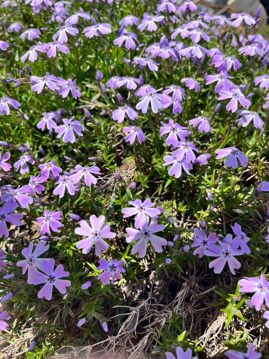 A close-up photograph of a dense patch of small, light purple flowers with five petals and dark centers, growing among green foliage and dry grass. The image captures a vibrant spring scene, likely in a garden or natural setting.