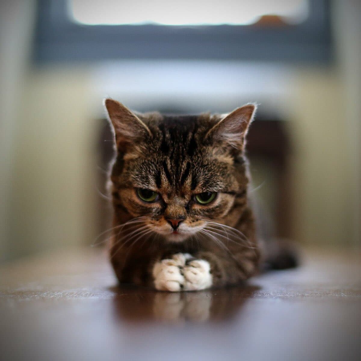 A close-up photograph of a brown tabby cat lying on a reflective surface with its paws tucked under its chin, looking directly at the camera with a serious expression. The background is softly blurred, showing a window and interior wall.