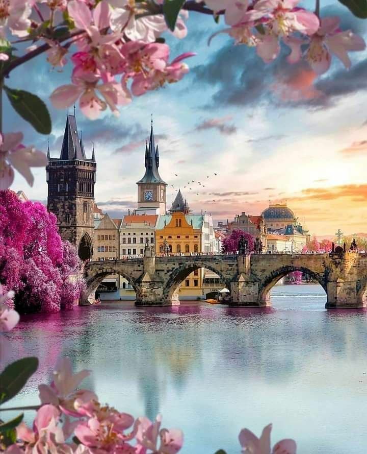 A scenic digital illustration of the Charles Bridge in Prague, featuring the Old Town Bridge Tower and a clock tower, framed by pink cherry blossoms and vibrant magenta flowers in the foreground.