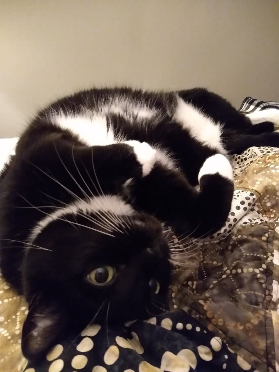 A black and white cat is lying on its back on a patterned bedspread, looking directly at the camera with wide eyes. The cat has its paws curled up near its face and appears relaxed.