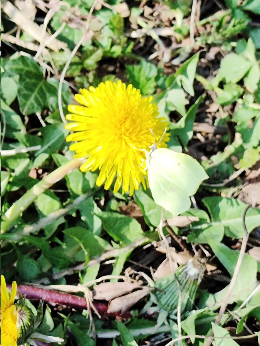 A close-up photograph of a pale green butterfly perched on a bright yellow dandelion flower amidst green foliage and dry leaves.