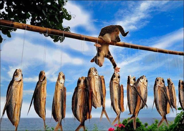 A monkey hangs upside down from a bamboo pole, reaching for a row of fish that are hanging from strings below it. The scene is set outdoors against a backdrop of a blue sky with white clouds and a body of water in the distance.