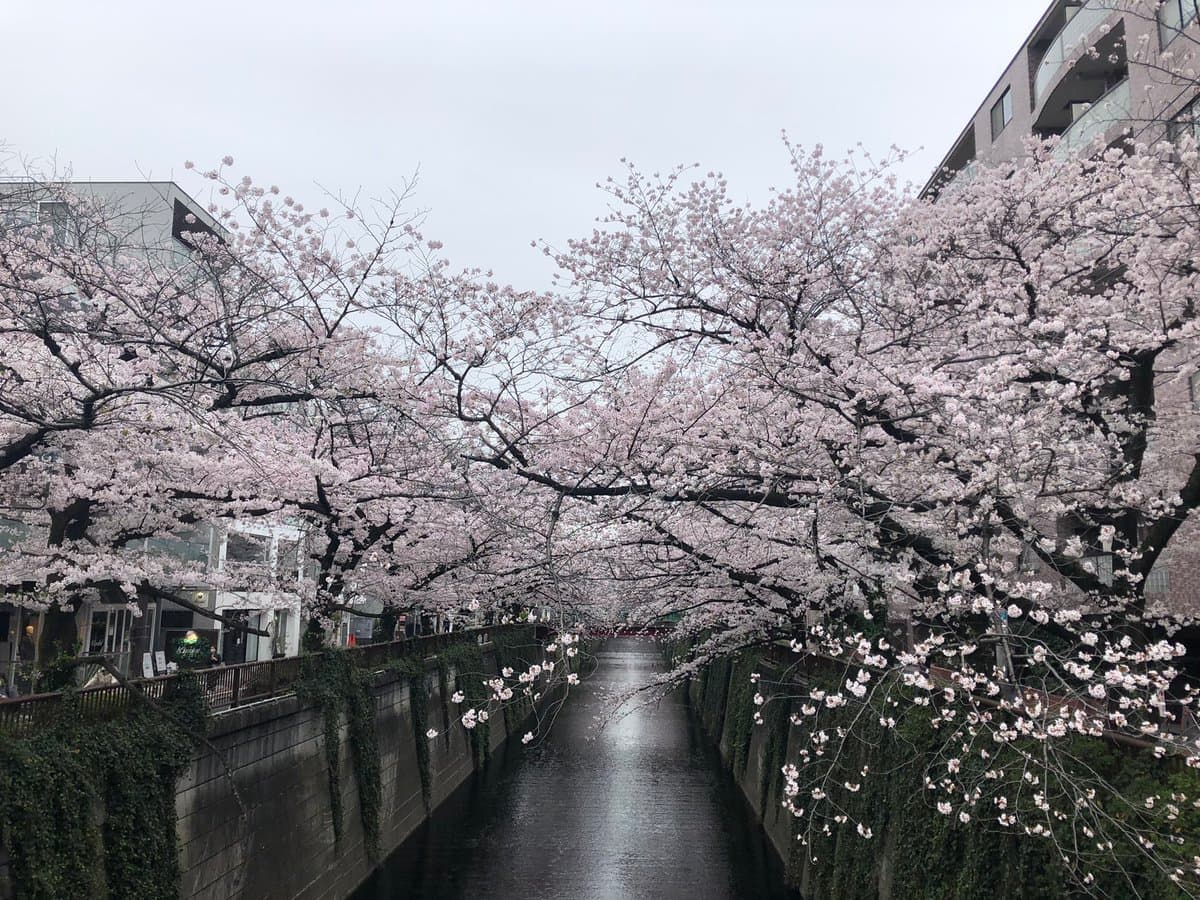 A photograph of a canal lined with concrete walls and ivy, framed by a dense canopy of blooming pink cherry blossom trees under an overcast sky.