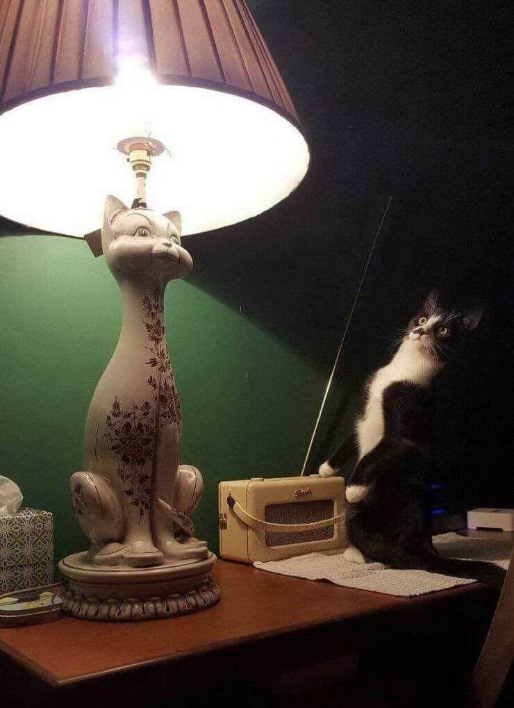A black and white cat sits on a wooden table next to a vintage-style radio, looking up at a ceramic cat-shaped lamp that is illuminated from above. The scene is set against a dark green wall, with the lamp casting a bright glow on the cat's face.