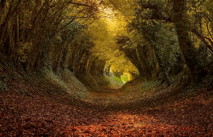 A scenic photograph of a narrow, winding path covered in fallen autumn leaves, flanked by tall trees with yellowing foliage that arches overhead to form a natural tunnel.