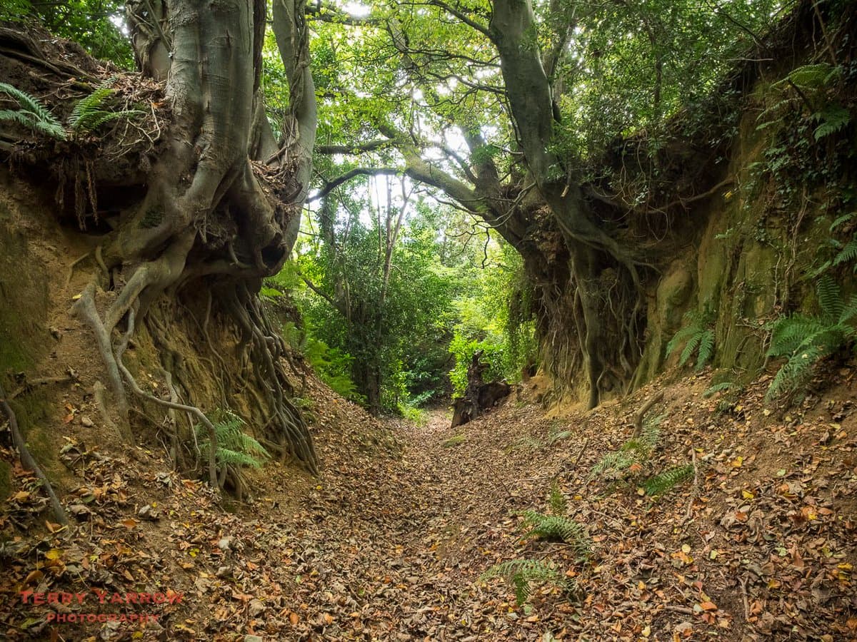 A landscape photograph showing a narrow, leaf-covered path running between two steep, eroded banks. Large trees with thick, exposed root systems arch over the path, creating a natural tunnel effect in a lush, green forest setting.