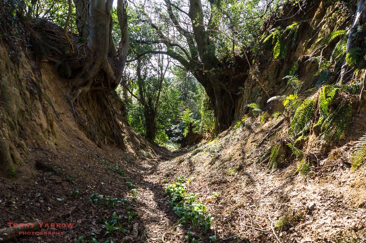 A photograph of a deep, eroded gully or holloway with steep, exposed earthen banks and tree roots, surrounded by dense green foliage and ferns. A watermark is visible in the bottom left corner.