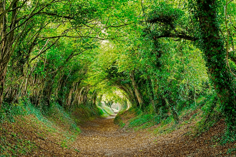 A scenic photograph of a narrow, winding dirt path covered in fallen leaves, leading through a dense tunnel of green trees and foliage.