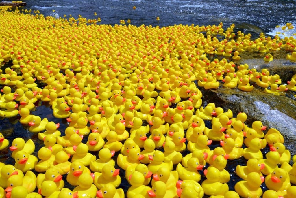 A large number of yellow rubber ducks are floating in a body of water, filling most of the frame. The ducks are densely packed, with some visible on a rocky surface to the right and in the background where the water appears to be flowing.