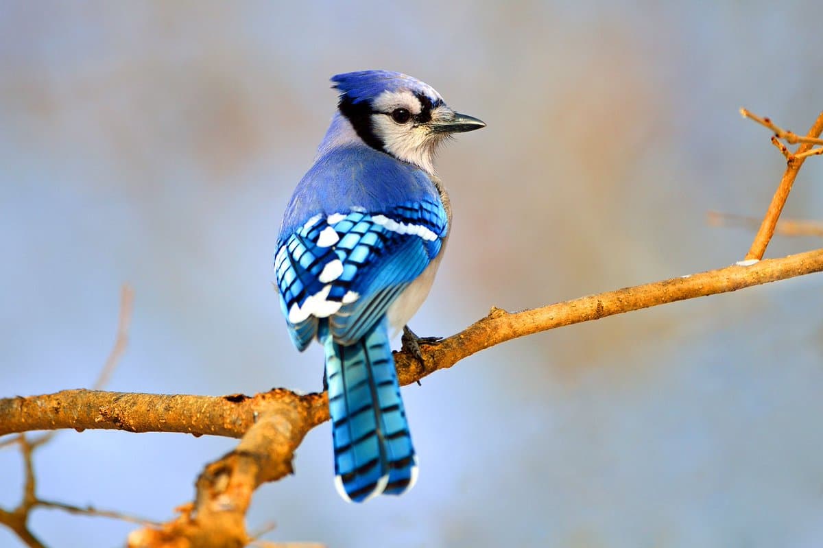 A close-up photograph of a blue jay perched on a bare tree branch, facing to the right against a soft, out-of-focus background.