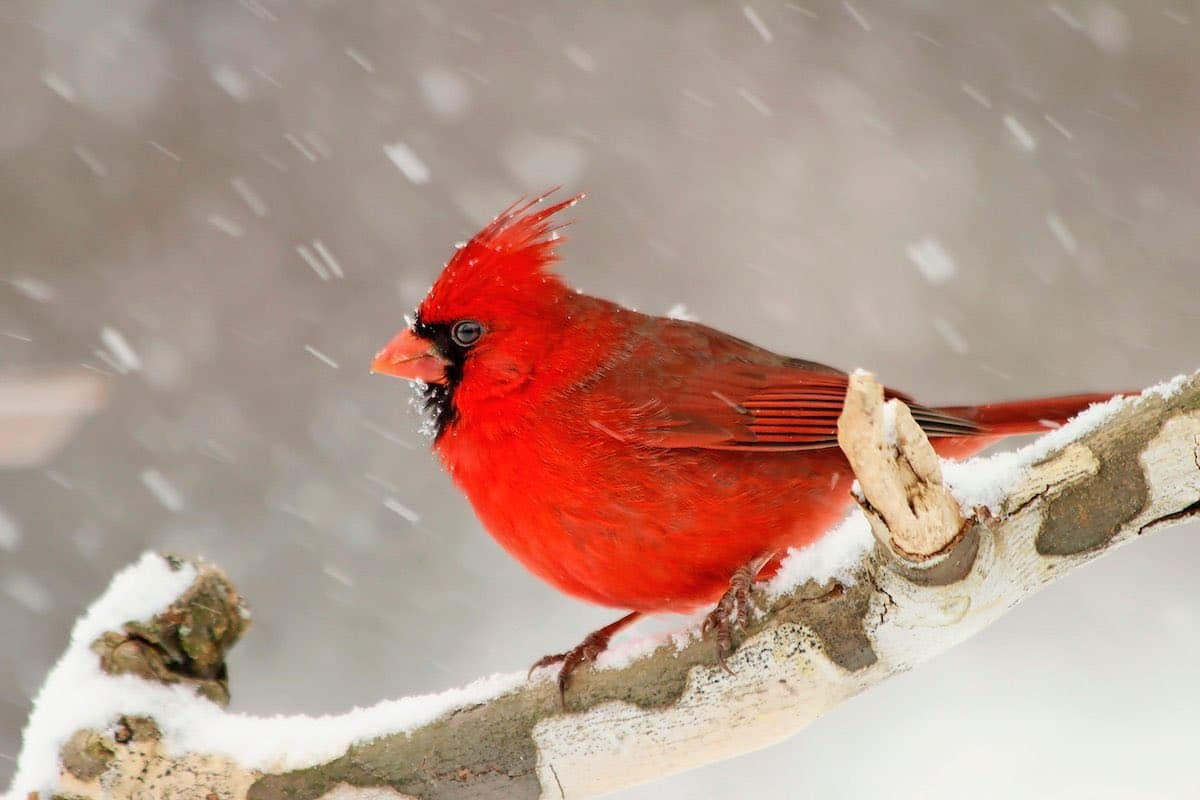 A bright red male Northern Cardinal perches on a snow-covered tree branch while snow falls in the background. The bird has a prominent crest, a black mask around its eyes, and an orange beak.