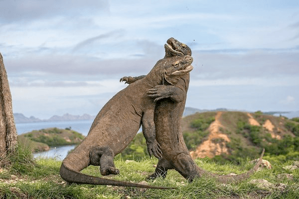 Two marine iguanas are shown in a physical struggle on a grassy hillside, with one climbing over the other. The background features a coastal landscape with blue water, distant islands, and a cloudy sky.
