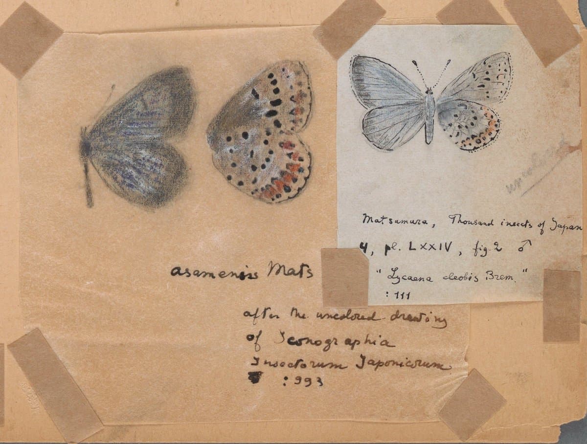 A vintage entomological illustration sheet featuring three butterfly drawings and handwritten annotations. The sheet includes a colored drawing of a butterfly with orange and black spots, a darker blue-grey butterfly, and a detailed sketch of a white butterfly with black spots. Handwritten text identifies the species and source material.