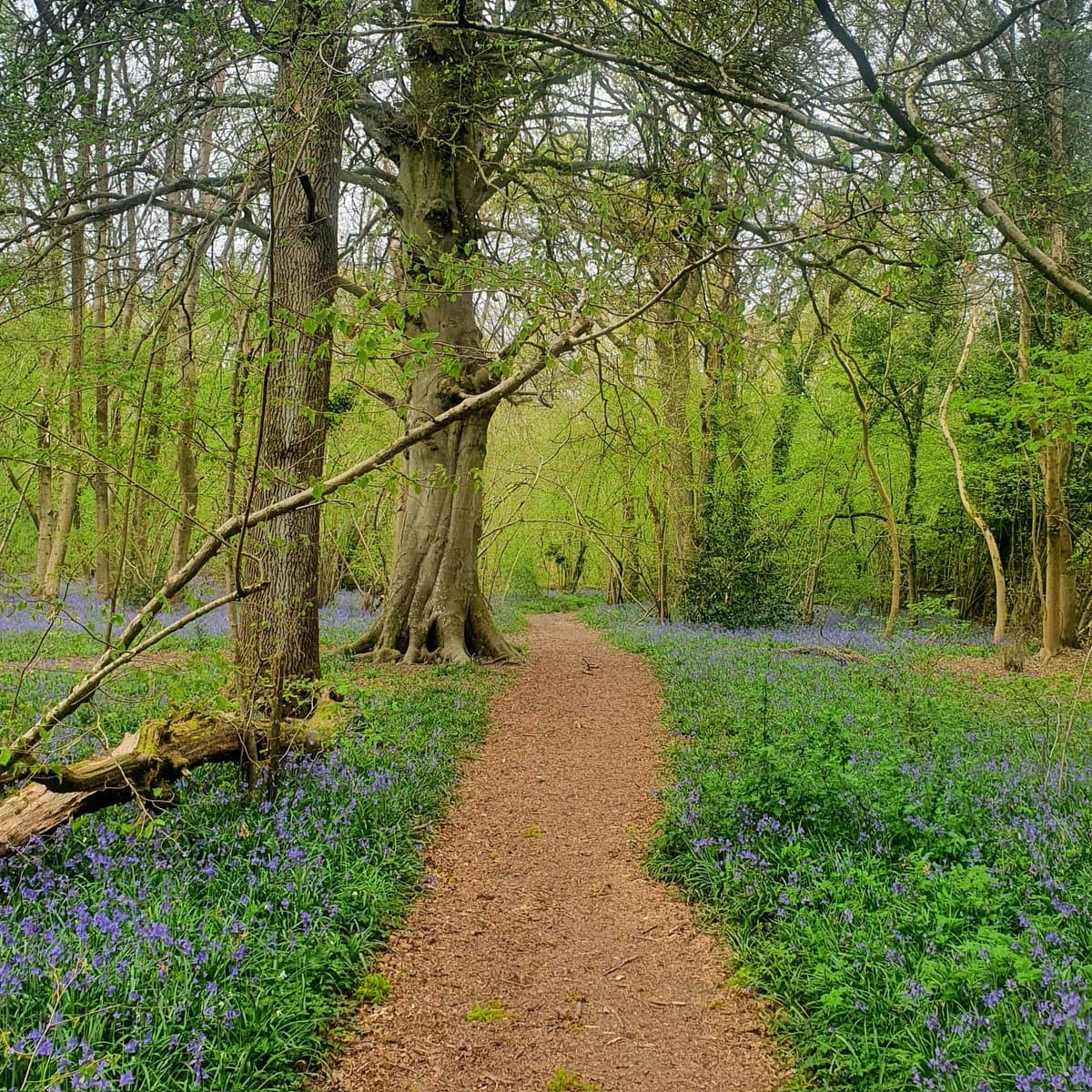 A dirt path winds through a lush forest in spring, flanked by tall trees with fresh green leaves and a dense carpet of purple bluebells on the forest floor.