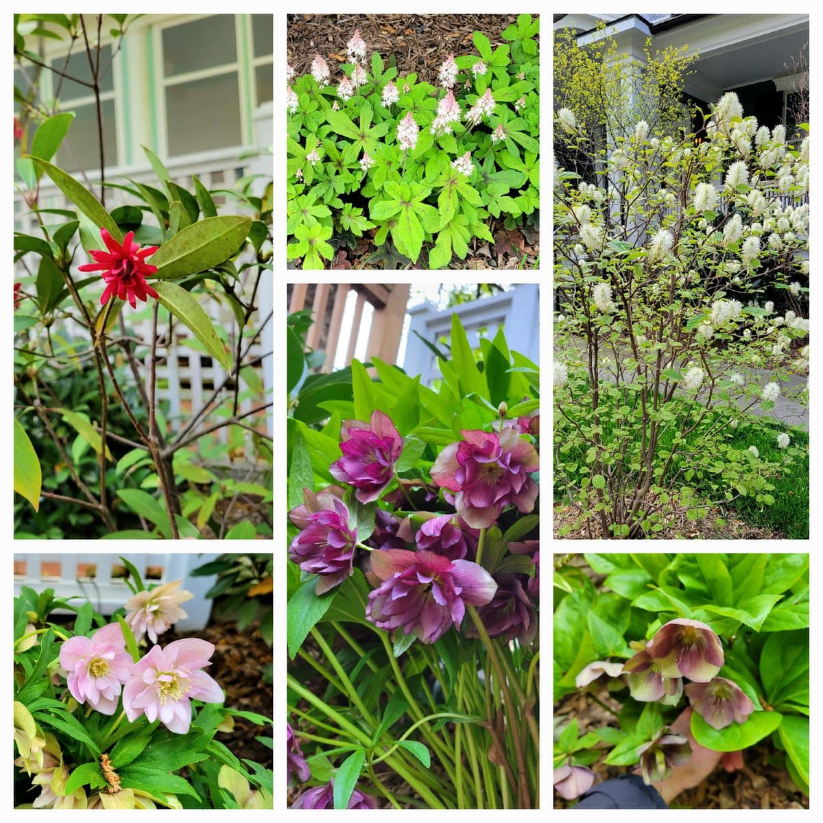 A six-panel photo collage showcasing various spring flowers, including red and pink hellebores, white bleeding heart, and a white-flowered shrub, set against a garden backdrop with a house and fence visible in some panels.