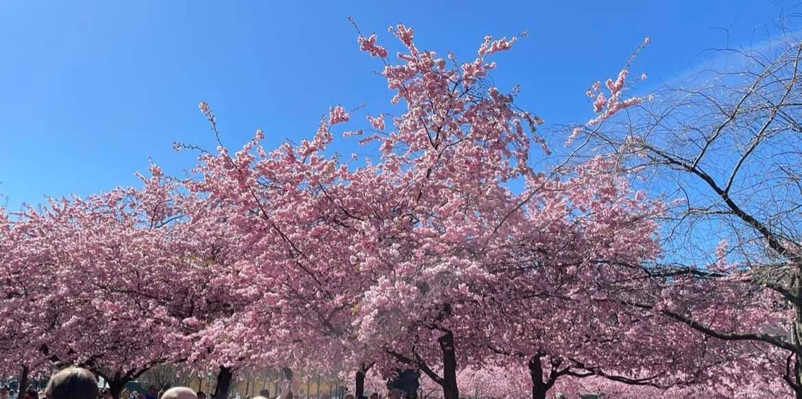A photograph of several cherry trees in full pink bloom against a clear blue sky, with the tops of a few people visible at the bottom of the frame.