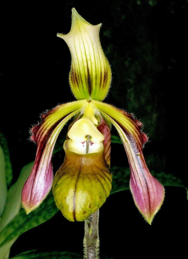 A close-up photograph of a single wild orchid flower, featuring a prominent green and yellow pouch-like lip and pinkish-purple petals, set against a dark background.