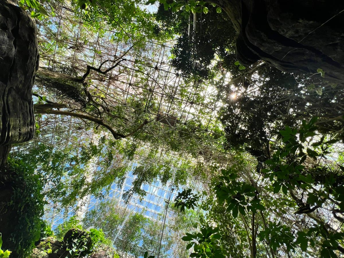 A low-angle photograph looking up through the canopy of a large indoor glasshouse or conservatory, showing a complex metal framework and glass roof against a bright sky. Dense green foliage and tree branches fill the foreground and sides, with sunlight filtering through the leaves.