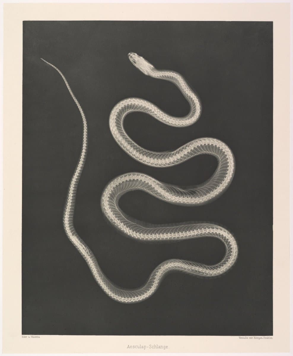 A black-and-white radiograph (X-ray) of a coiled snake, showing its skeleton and internal structure against a dark background. The image is a historical scientific photograph with a title and credits printed in the white border at the bottom.