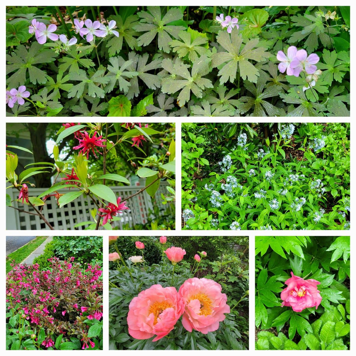 A collage of six photographs showcasing various spring flowers and foliage, including purple geraniums, red spirea, blue star flowers, pink peonies, and other garden plants. The images are arranged in a grid format, highlighting the vibrant colors and textures of the blooming garden. The overall theme celebrates the arrival of spring with a focus on natural beauty and floral diversity.