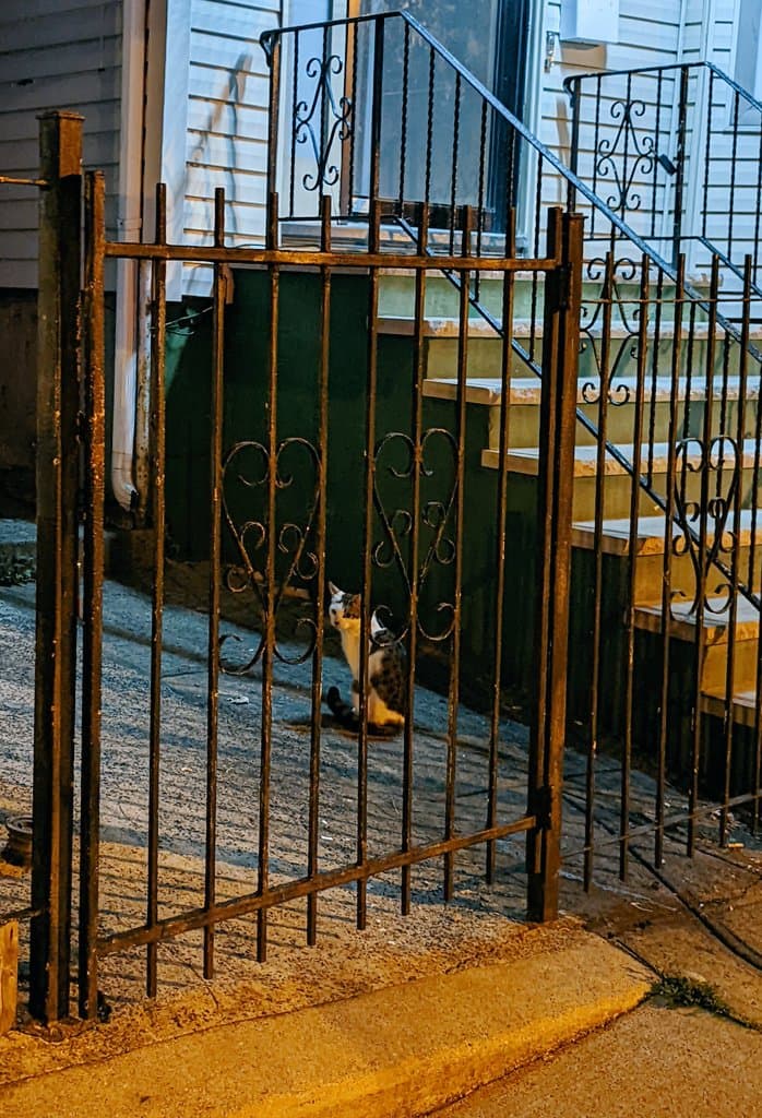 A small cat with white and dark patches sits on a concrete step behind a decorative black metal gate, looking up toward the camera. The scene is illuminated by warm artificial light at night, highlighting the ornate ironwork of the gate and the siding of the house in the background.