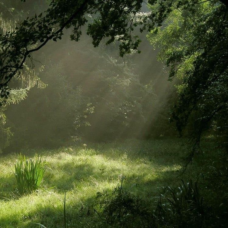 A serene forest scene with sunlight streaming through the trees, creating a misty, ethereal atmosphere over a grassy clearing. The image features lush green foliage and dappled light on the ground.