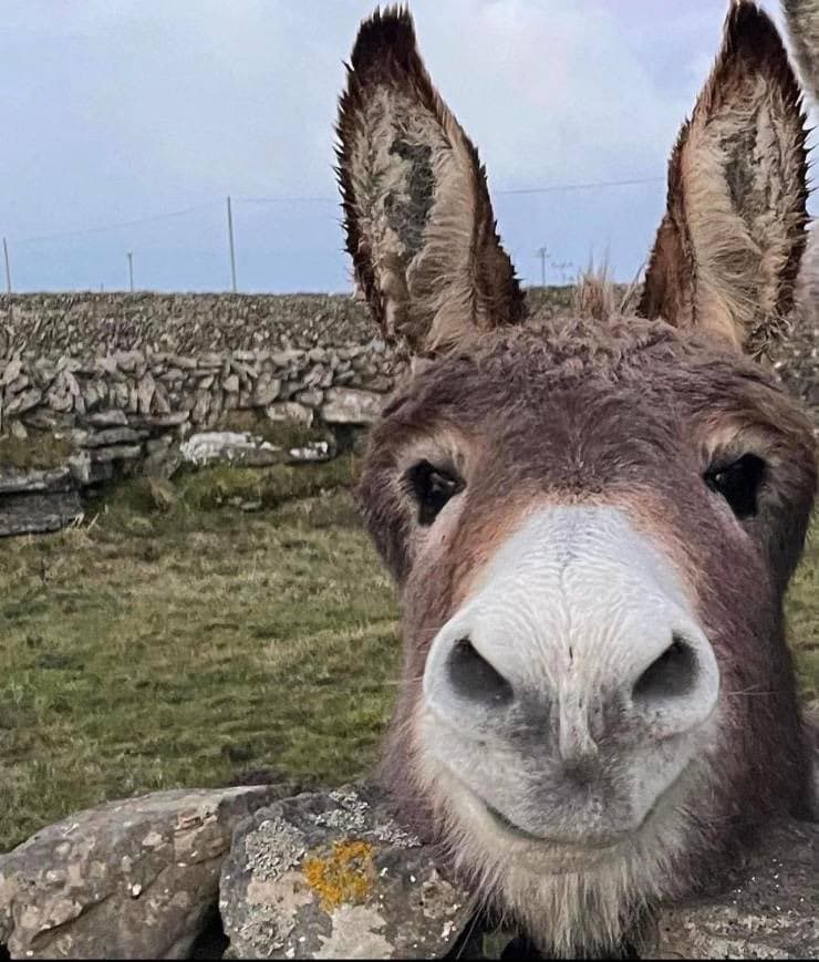 A close-up photograph of a donkey's face, which appears to be smiling, with its head resting on a stone wall. The background shows a grassy field and a stone wall under an overcast sky.